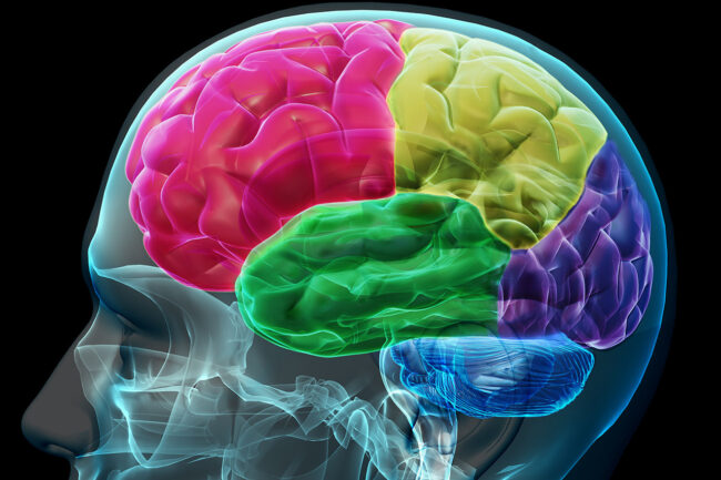 brain-4381324_1280 coloured